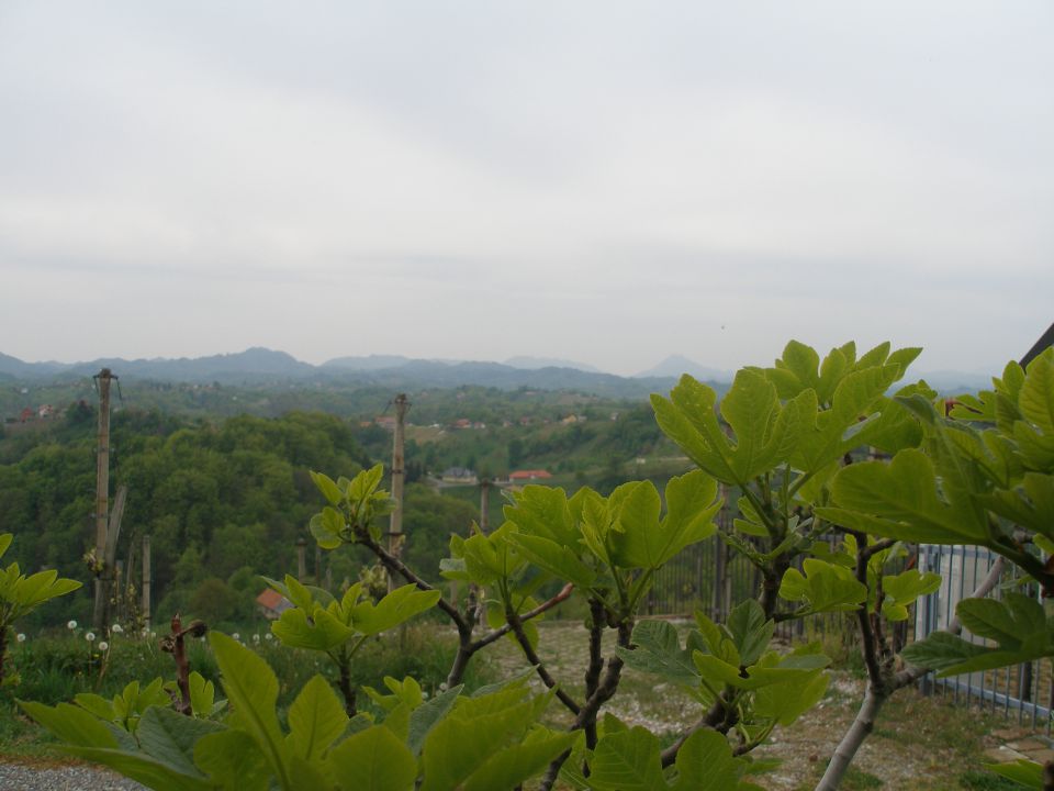 Gradiški hum 19.4.2014 - foto povečava