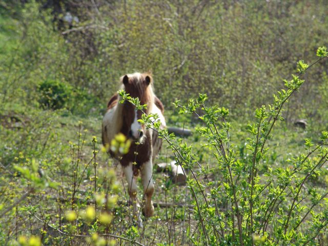 čistilna akcija april - foto