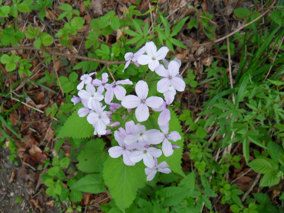 4. 5. 2010 - foto povečava