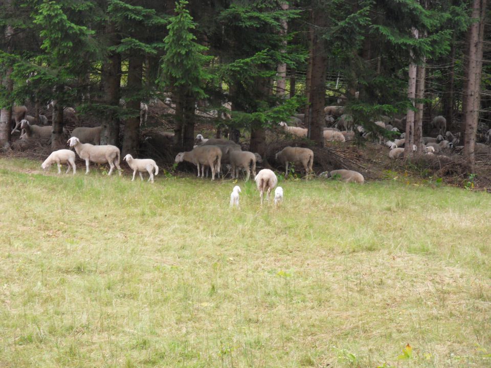 5. 7. 2010 - foto povečava