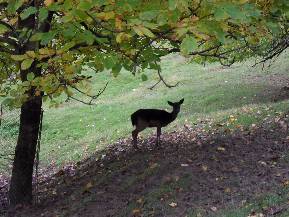 18. - 22. 10. 2010a - foto povečava