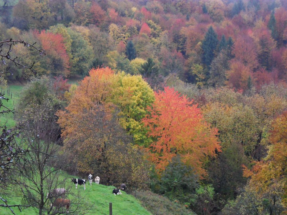 25. 10. 2010 - foto povečava