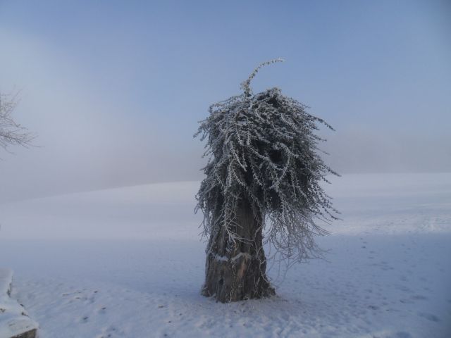 3. 1. 2011 - foto