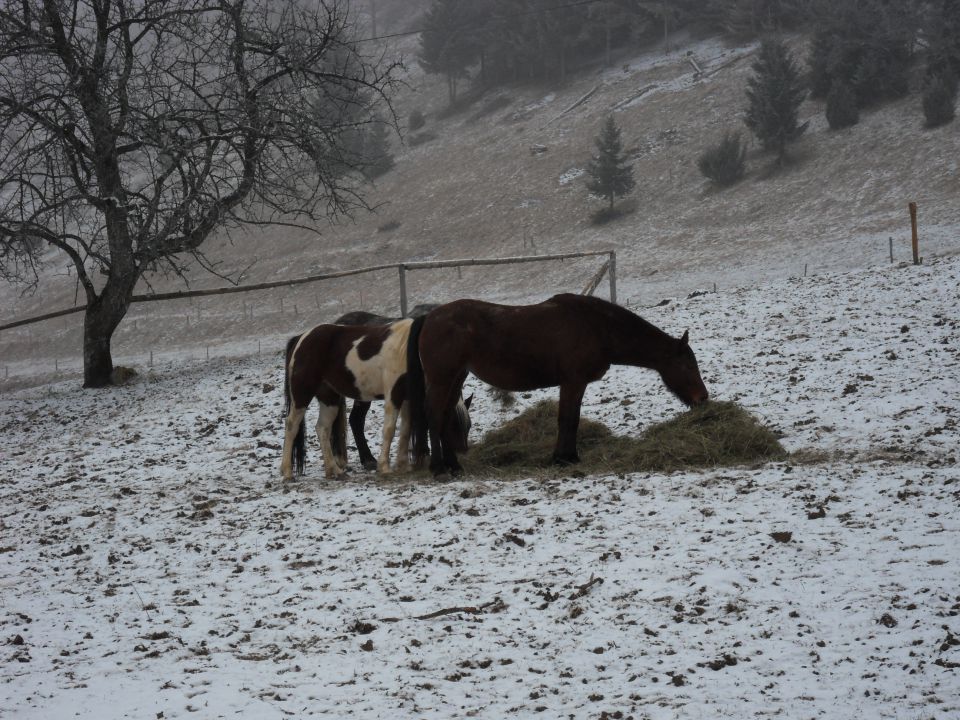 31. 1. 2011 - foto povečava