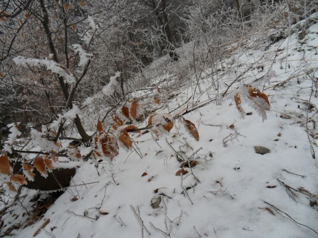 31. 1. 2011 - foto