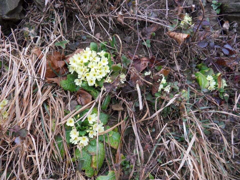 14. 2. 2011 - foto povečava