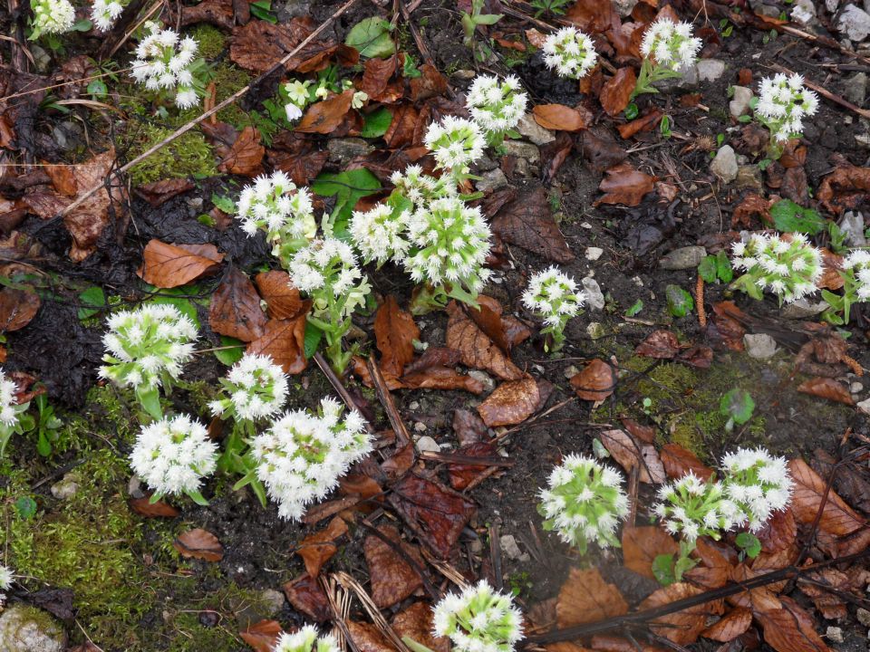 28. 3. 2011 - foto povečava