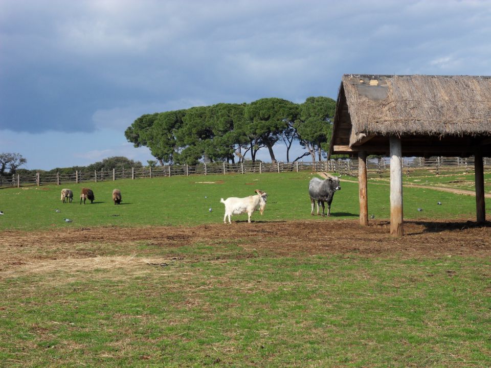 29. 3. 2011 - foto povečava