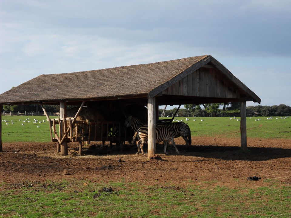 29. 3. 2011 - foto povečava