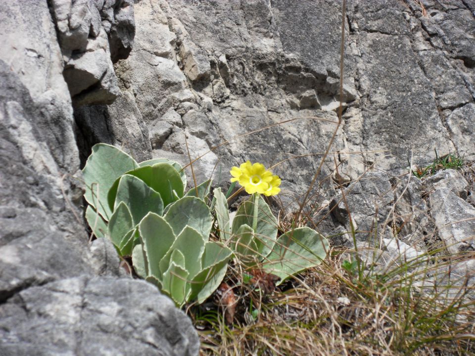 4. 4. 2011 - foto povečava