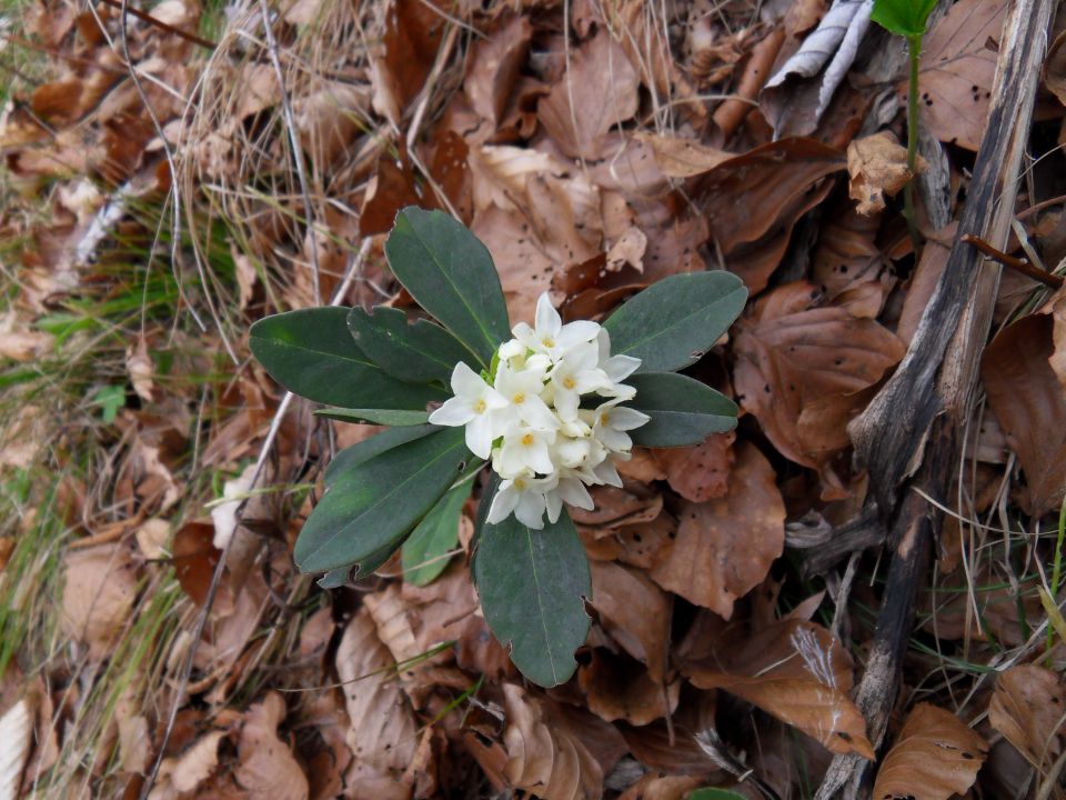 4. 4. 2011 - foto povečava