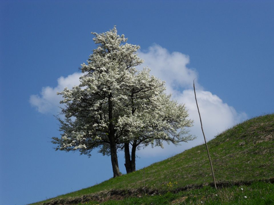 18. 4. 2011 - foto povečava