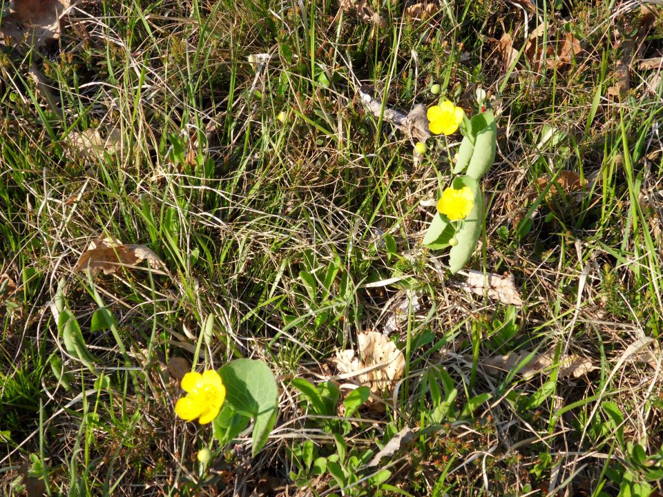 19. 4. 2011 - foto povečava