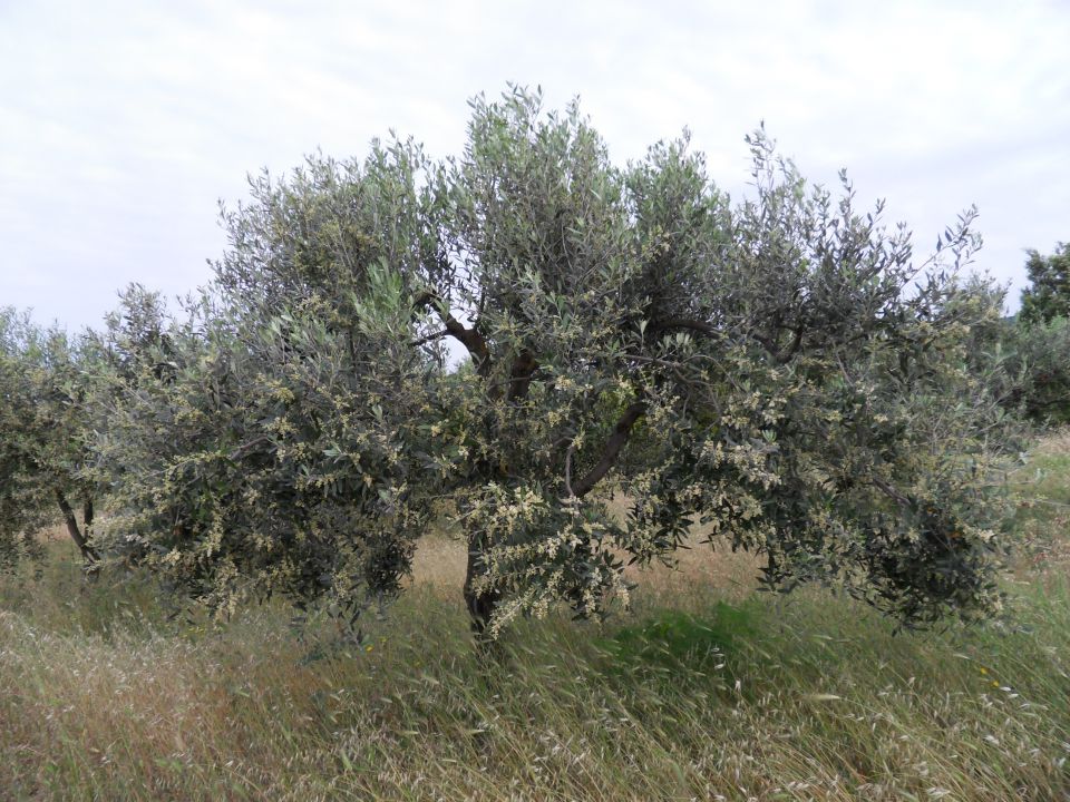 20. 5. 2011 - foto povečava