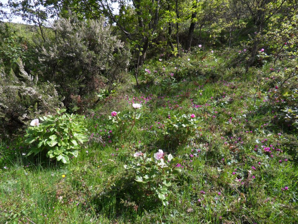 20. 5. 2011 - foto povečava