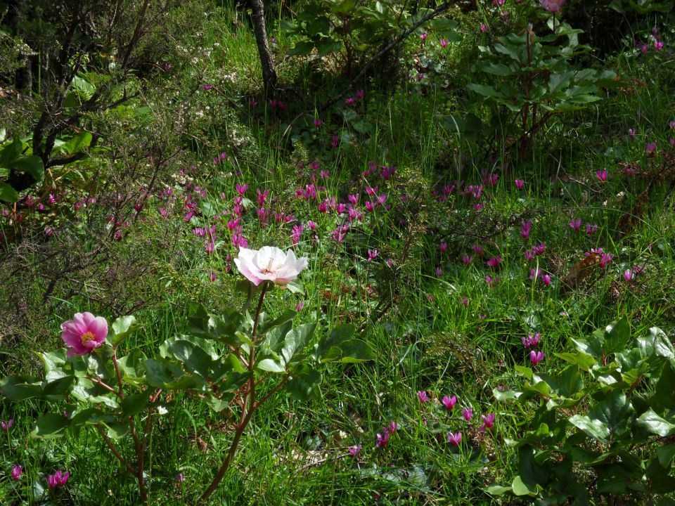 20. 5. 2011 - foto povečava