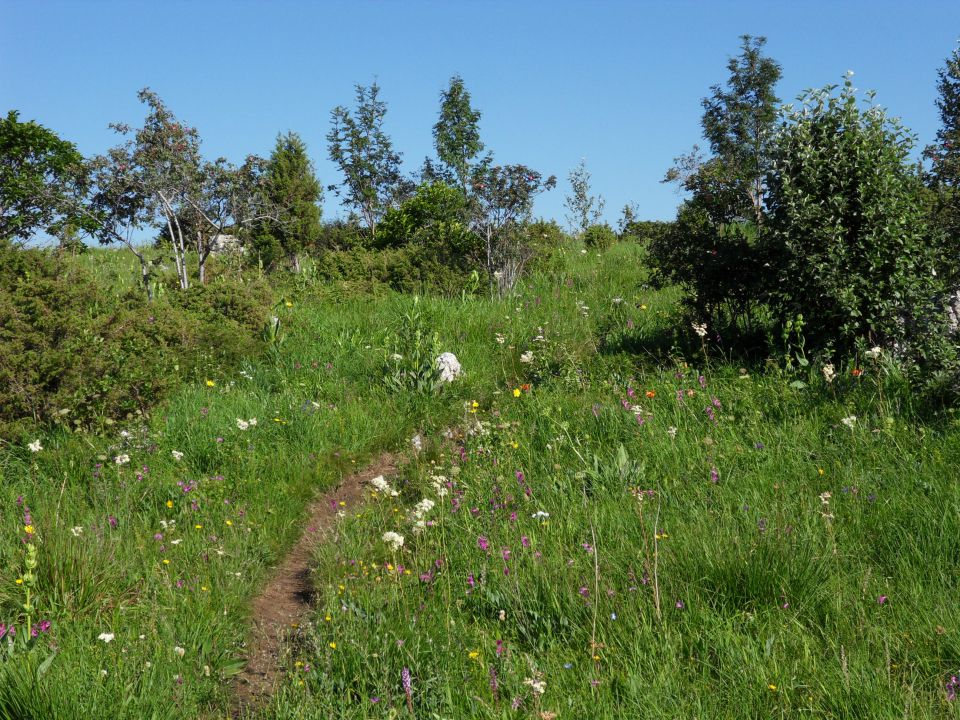 21. 6. 2011 - foto povečava