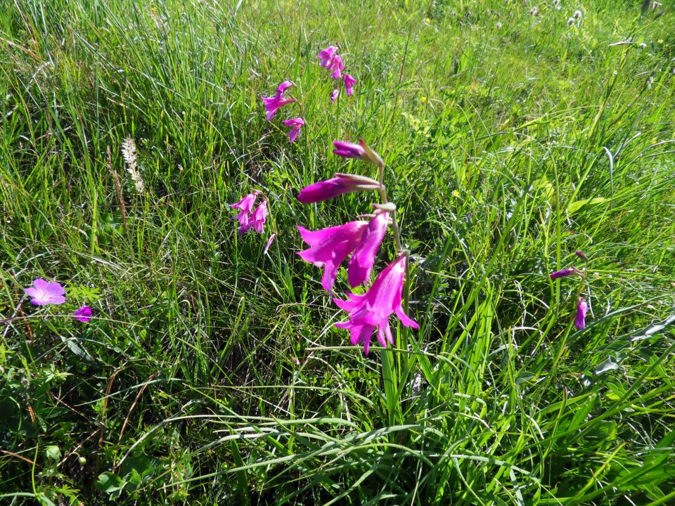 21. 6. 2011 - foto povečava