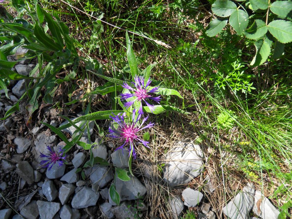 21. 6. 2011 - foto povečava