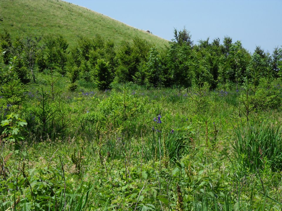 21. 6. 2011 - foto povečava