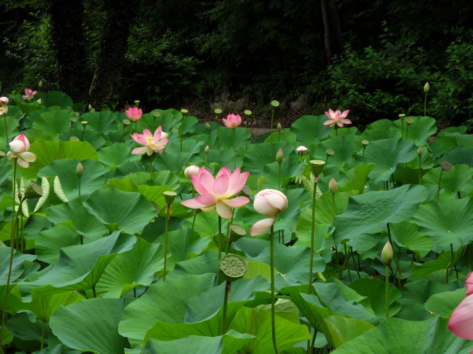 6. 7. 2011 - foto povečava