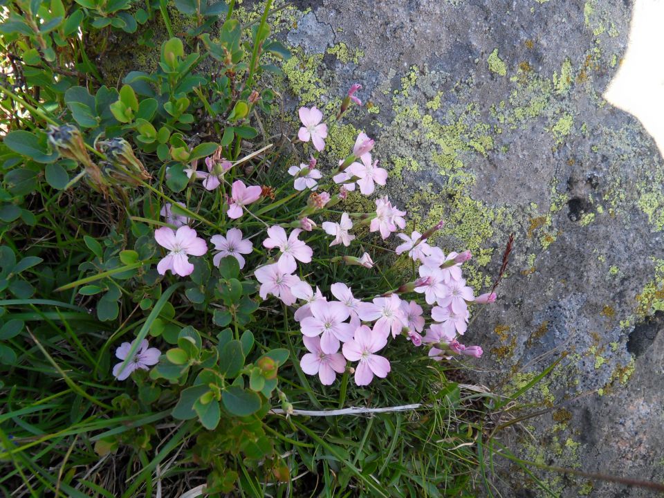 22. 7. 2011 - foto povečava