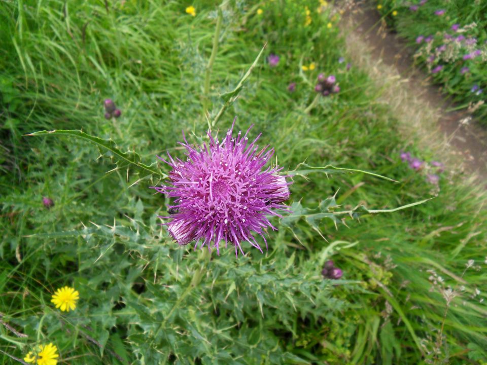 22. 7. 2011 - foto povečava