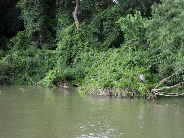 1. 8. 2011 - foto