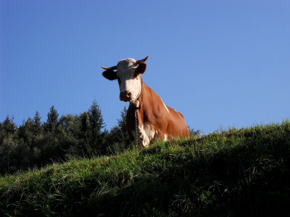 13. 9. 2011 - foto povečava