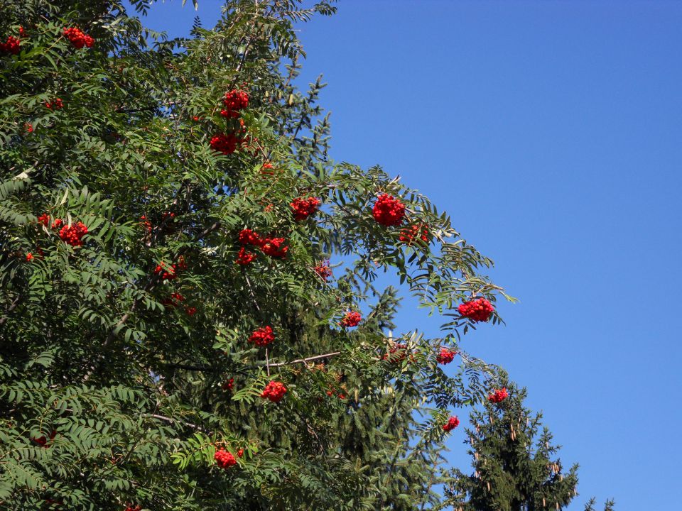 13. 9. 2011 - foto povečava