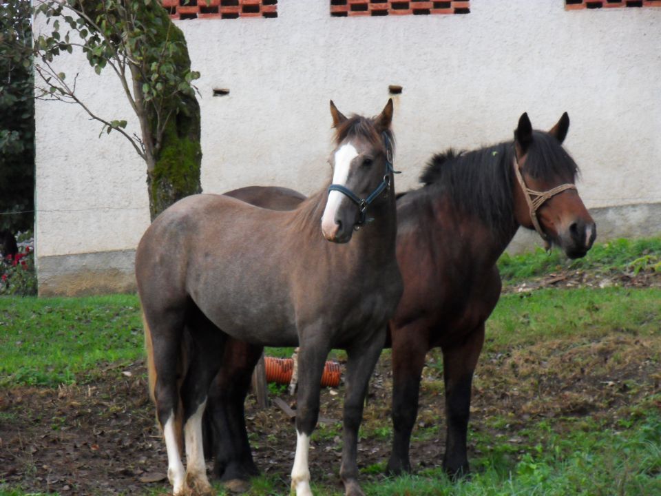 10. 10. 2011 - foto povečava