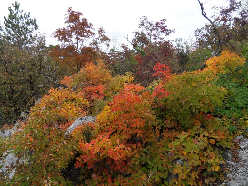 5. 11. 2011 - foto povečava