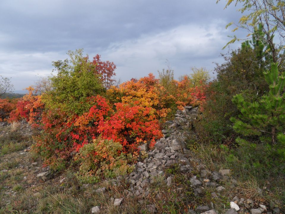 7. 11. 2011 - foto povečava