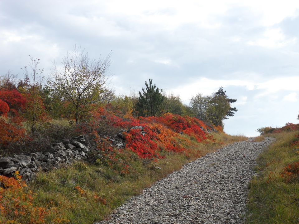 7. 11. 2011 - foto povečava