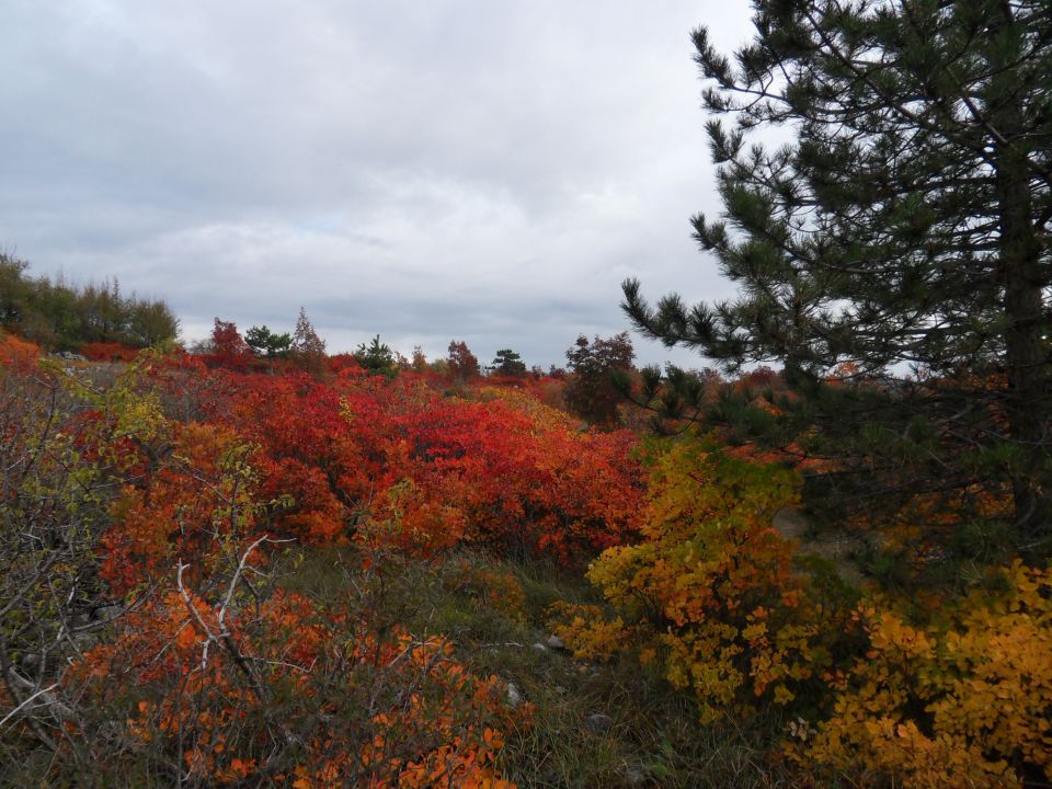 7. 11. 2011 - foto povečava