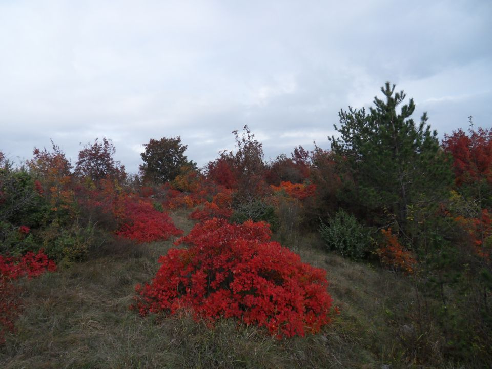 7. 11. 2011 - foto povečava