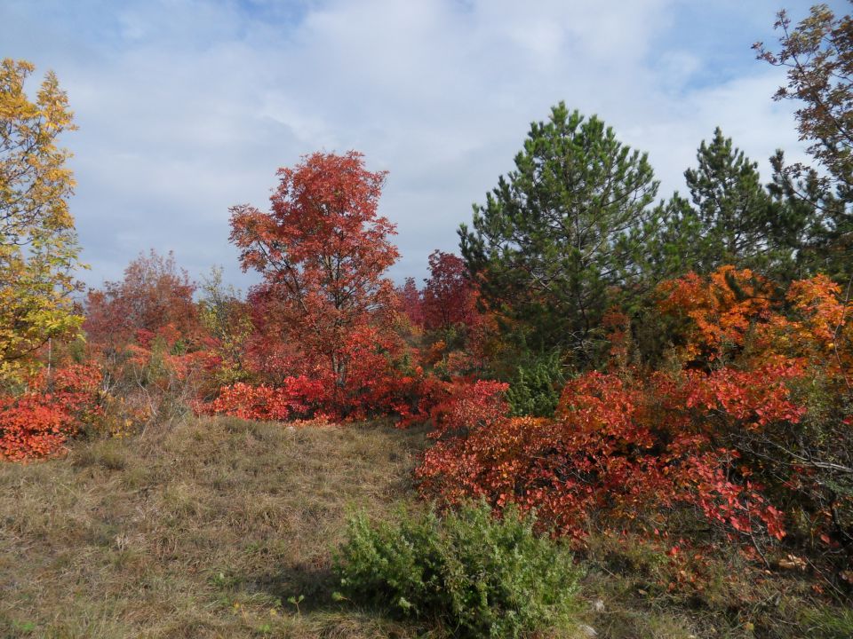 7. 11. 2011 - foto povečava