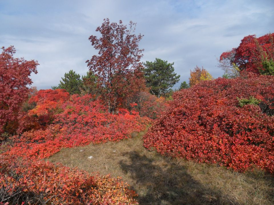 7. 11. 2011 - foto povečava