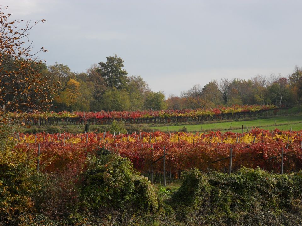 7. 11. 2011 - foto povečava