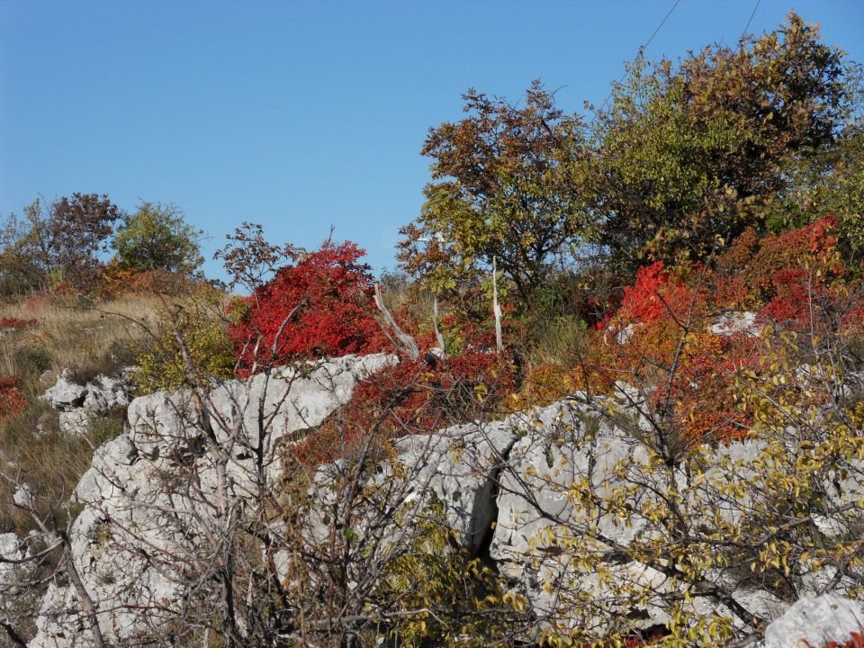 14. 11. 2011 - foto povečava