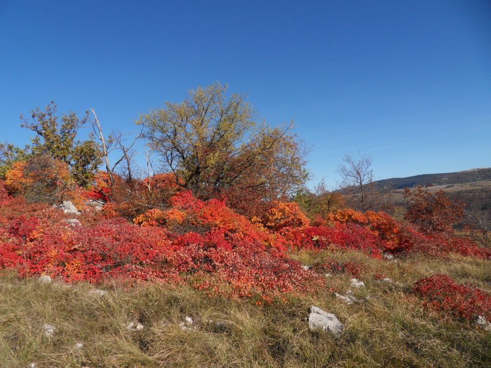 14. 11. 2011 - foto povečava