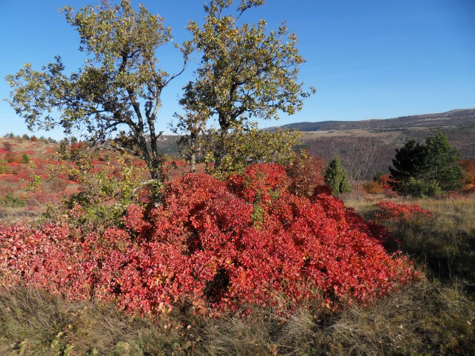 14. 11. 2011 - foto povečava