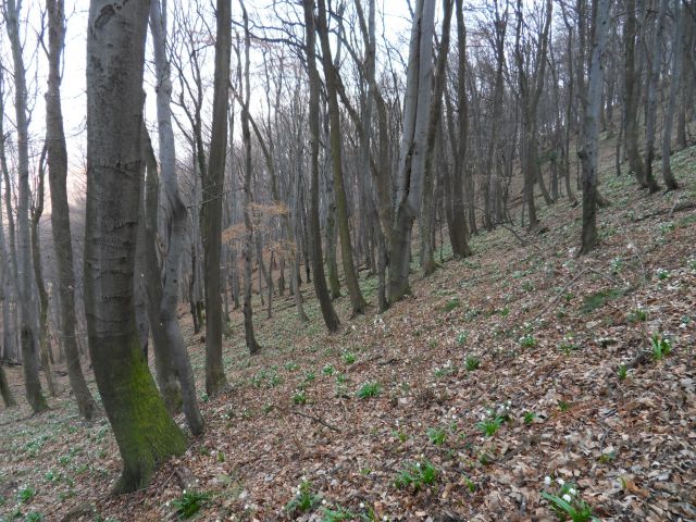 19. 3. 2012 - foto