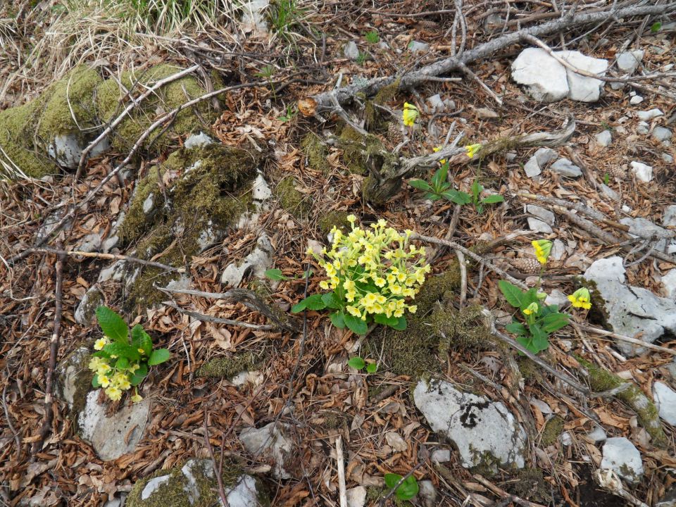 14. 4. 2012 - foto povečava