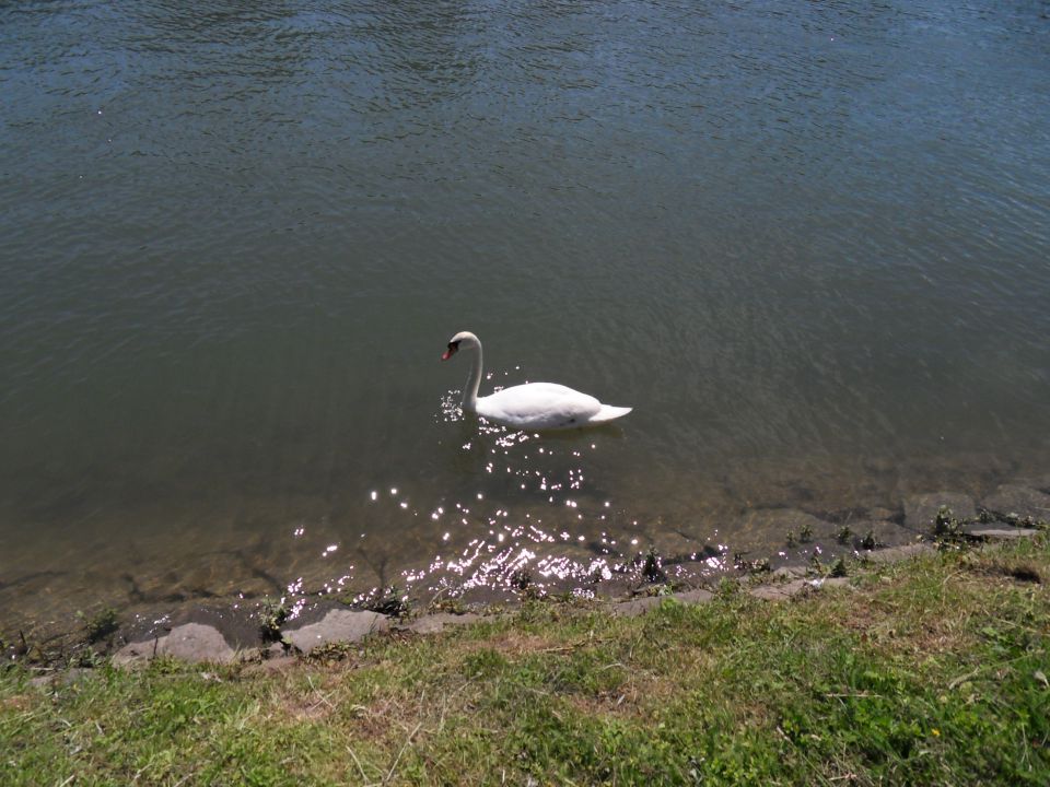 10. 5. 2012 - foto povečava