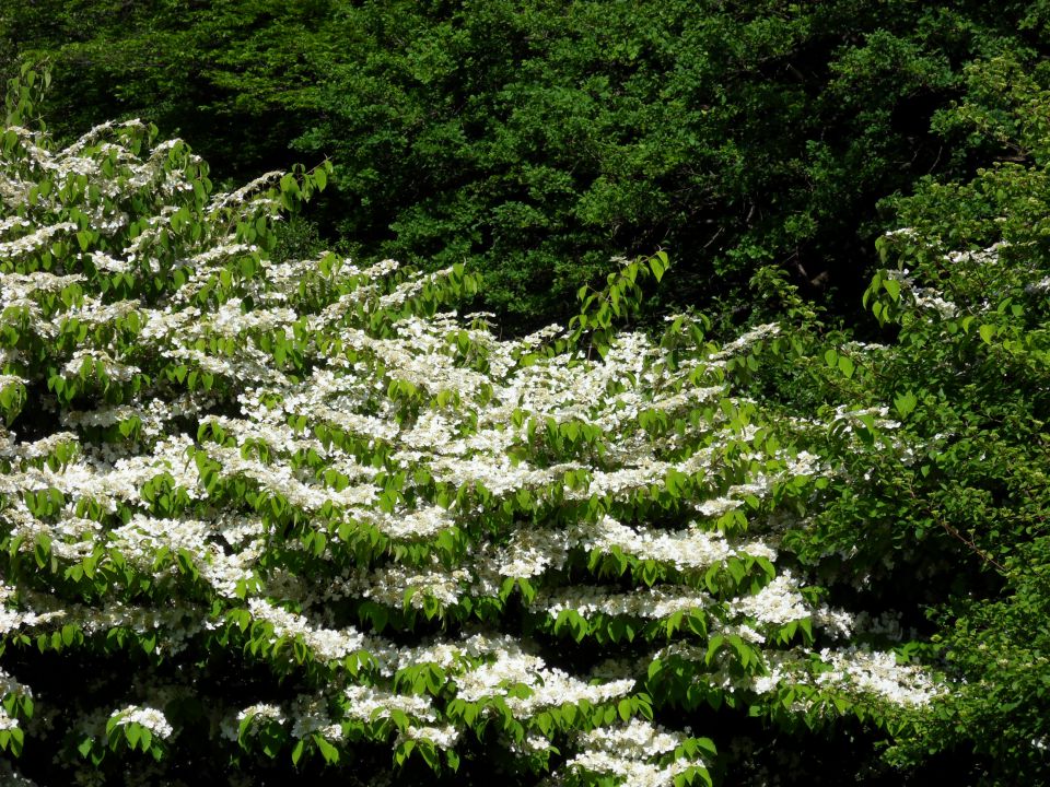 10. 5. 2012 - foto povečava