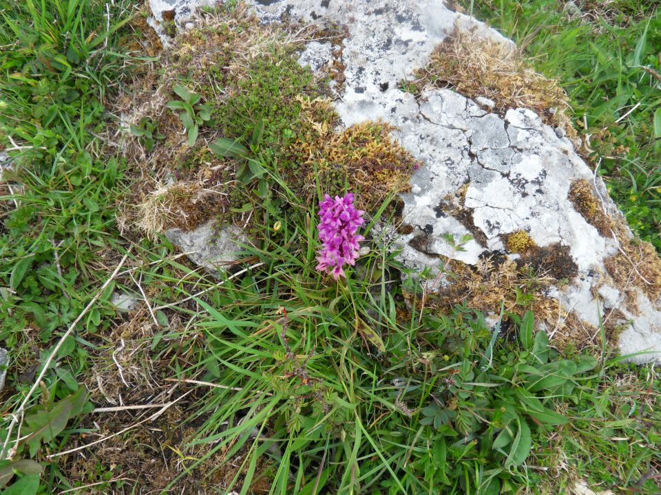 22. 5. 2012 - foto povečava