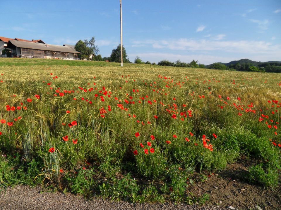 4. 6. 2012 - foto povečava