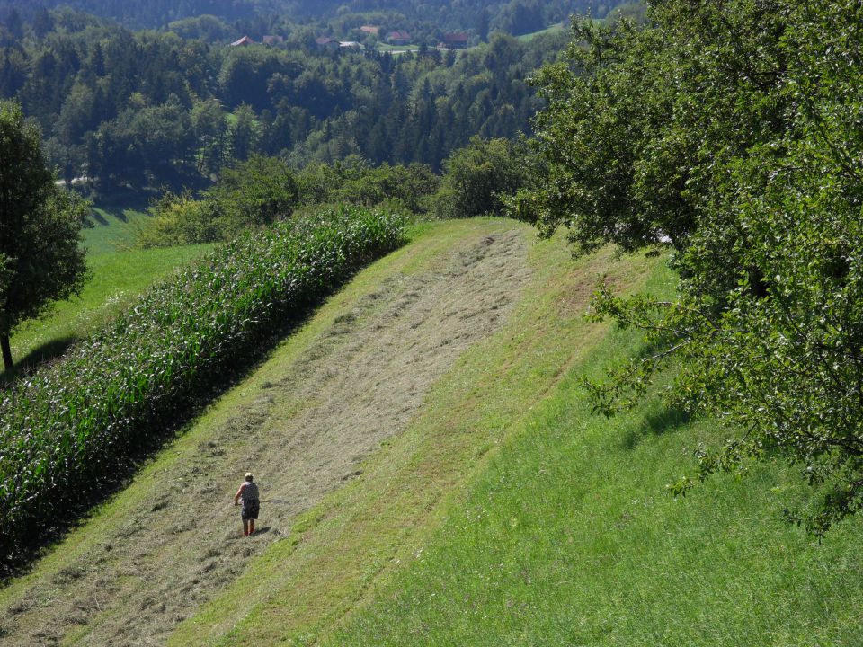 2. 8. 2012 - foto povečava