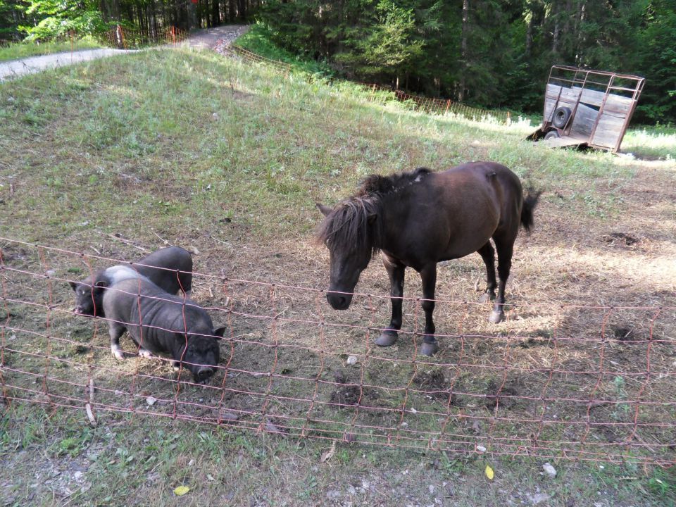 7. 8. 2012 - foto povečava